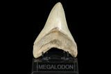 Serrated, Fossil Megalodon Tooth - Gorgeous Coloration #173896-1